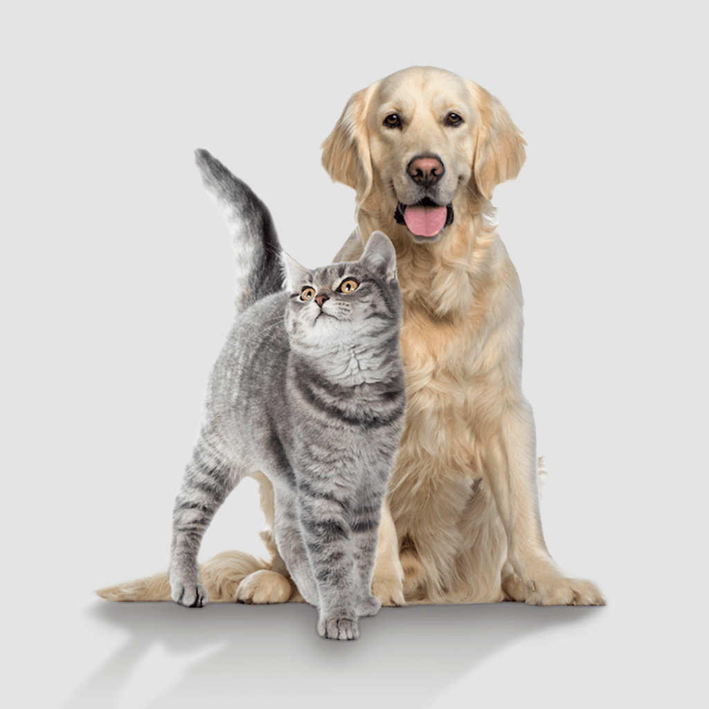 Europas Beste CBD-olje | 100% Fullspektret 8 MELS PETS CBD Drops