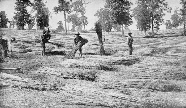 Farmers spreading hemp in Kentucky, USA