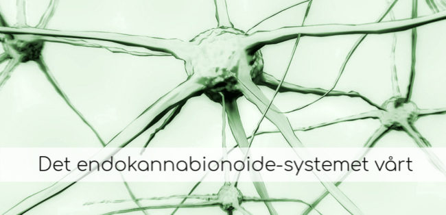 Hvordan forstå seg på det endokannabinoide systemet