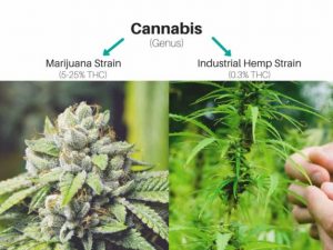The differences between marijuana and hemp