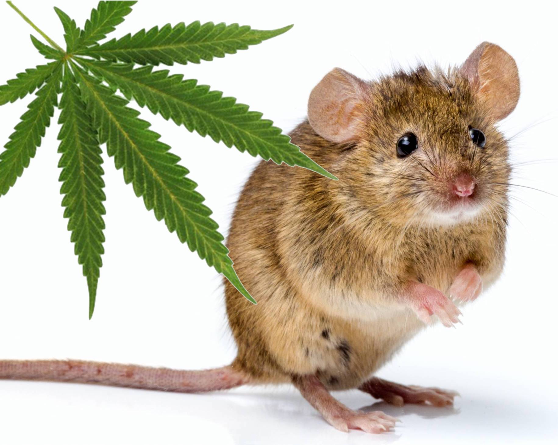 mouse and cannabis