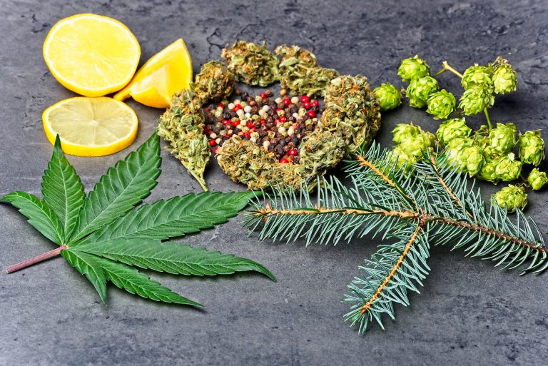 Hva betyr innholdet av terpener i cannabis?