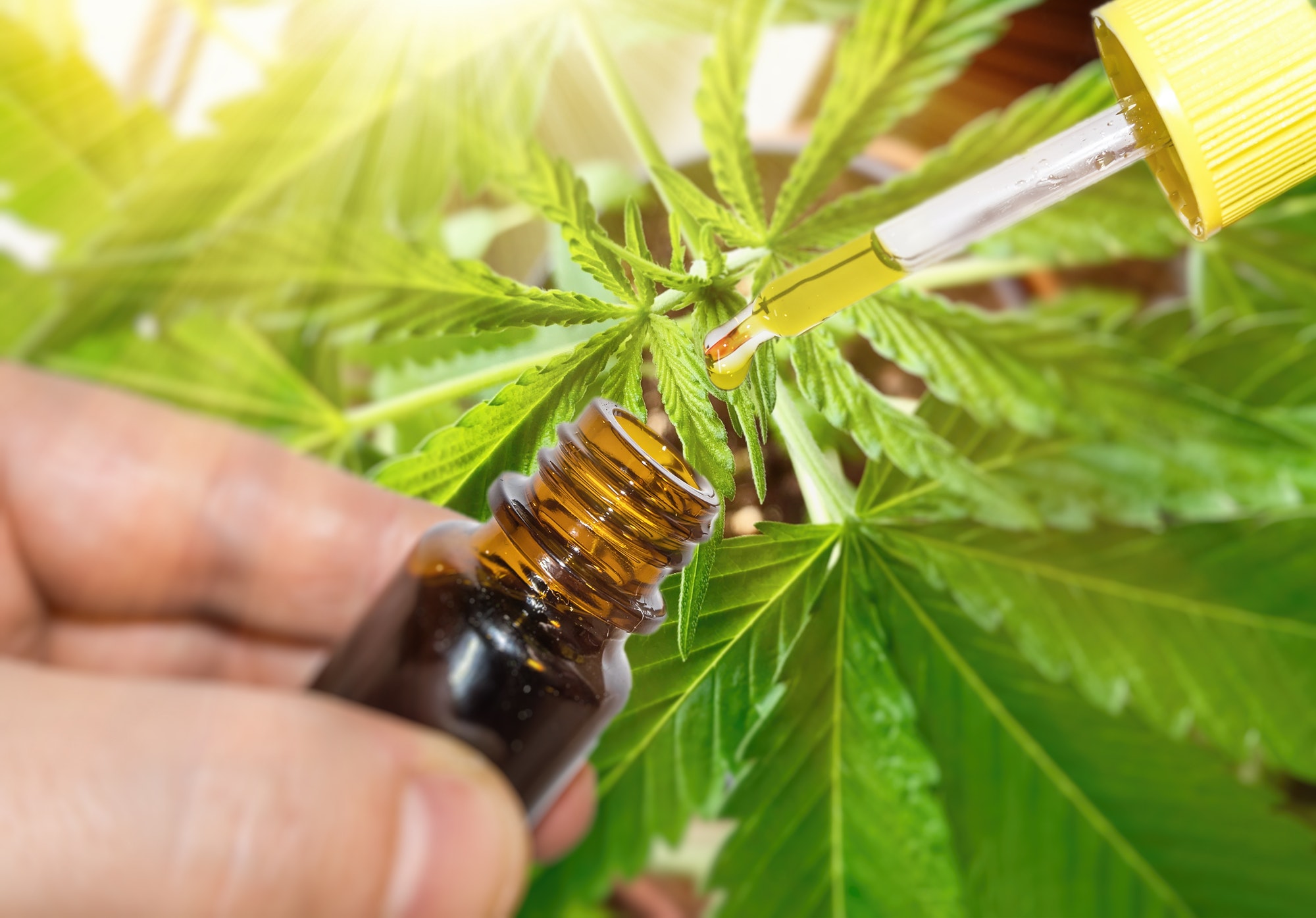 cbd oil against marijuana plant